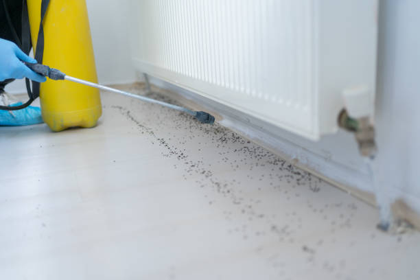 Best Local Pest Control Services  in Arbury Hls, IL